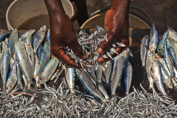  Fresh Sardines, Zanzibar, Tanzania